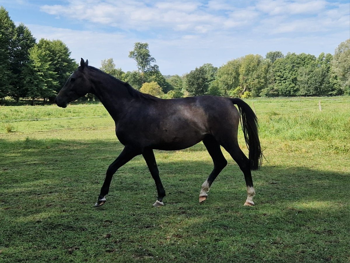 German Sport Horse Stallion 2 years Grey in Steinh&#xF6;fel
