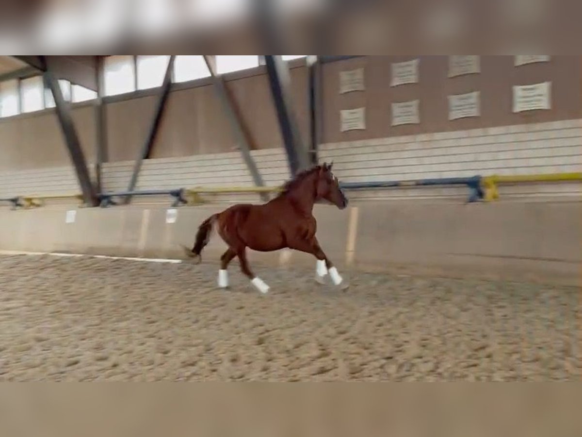 German Sport Horse Stallion 3 years 15,2 hh Chestnut-Red in Heinersreuth