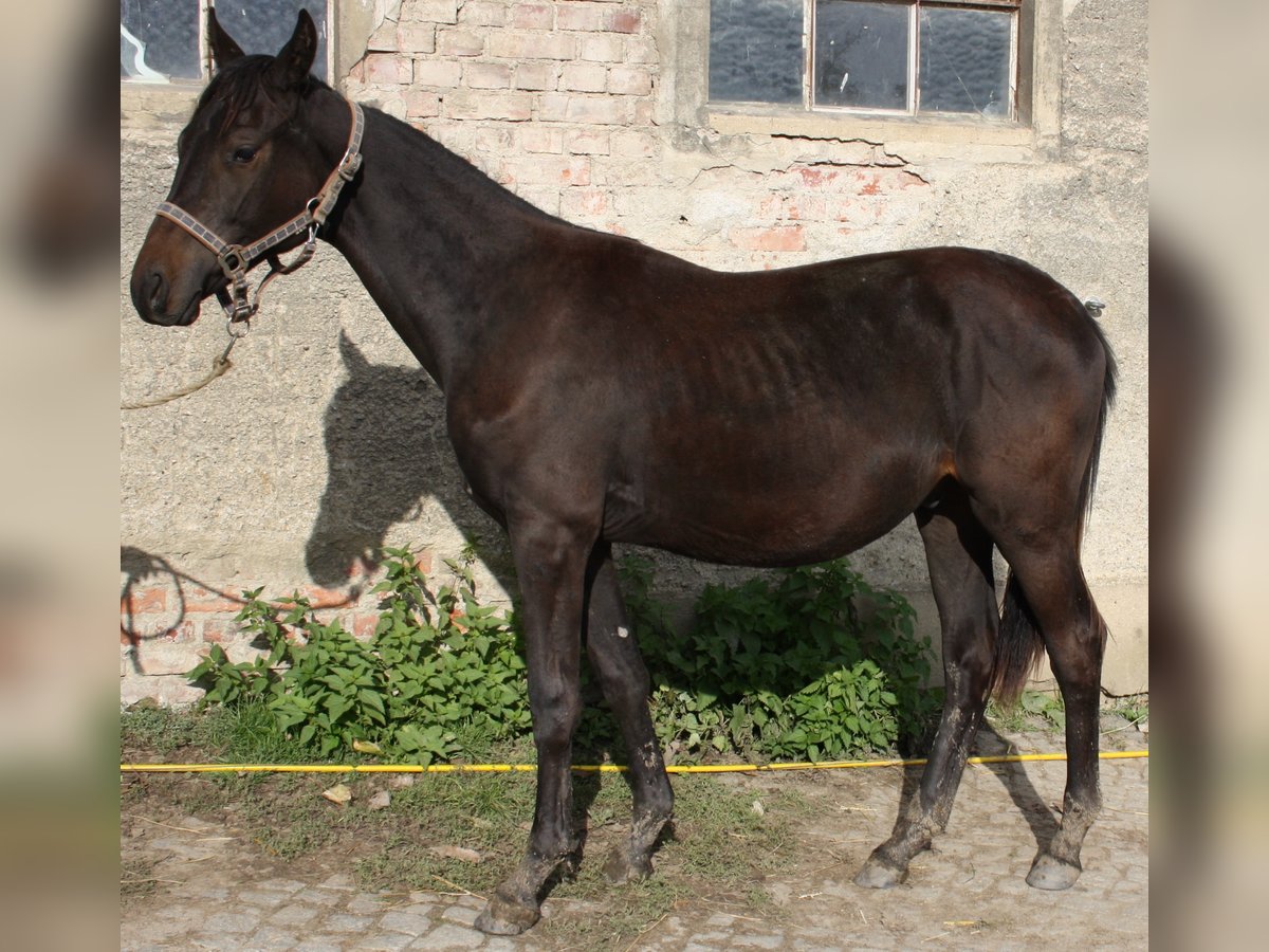 German Sport Horse Stallion 3 years 16,1 hh Brown in Hochkirch