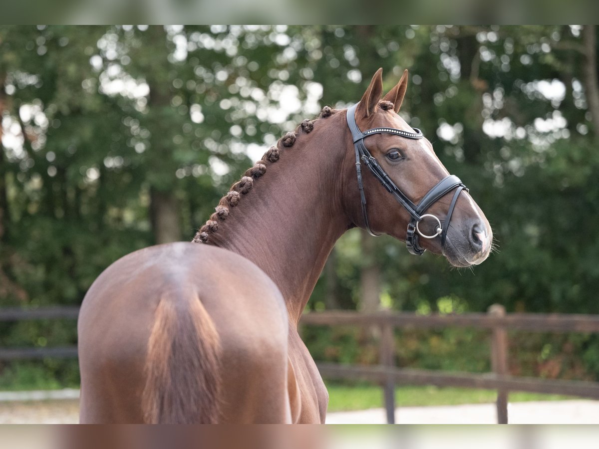 German Sport Horse Stallion 3 years 16,1 hh Sorrel in Lunteren