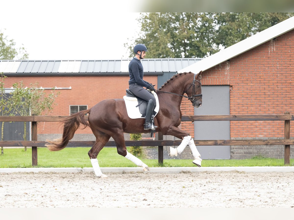 German Sport Horse Stallion 3 years 16,1 hh Sorrel in Lunteren