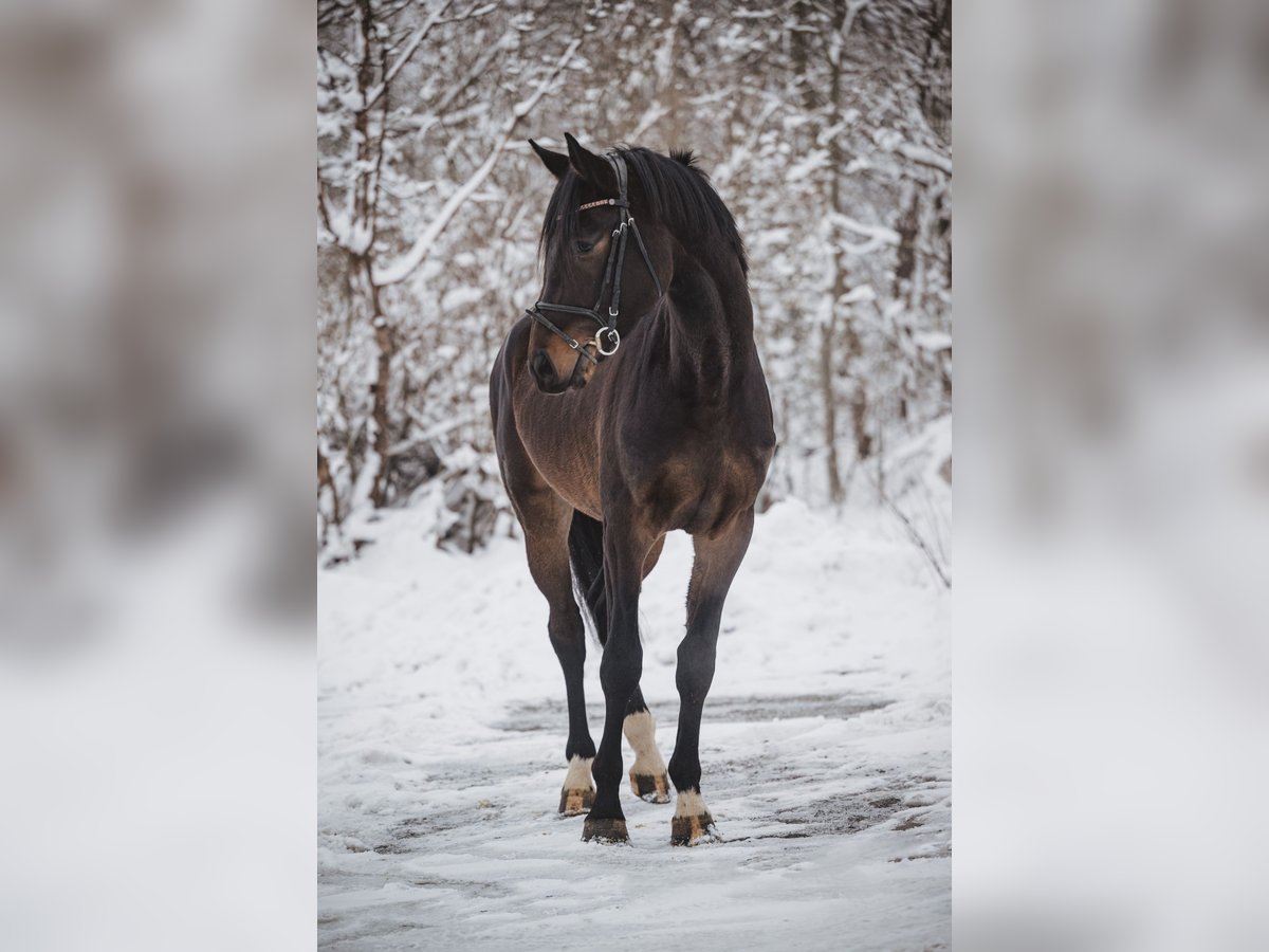 German Sport Horse Stallion 3 years 16,2 hh Bay-Dark in Geroldsgrün