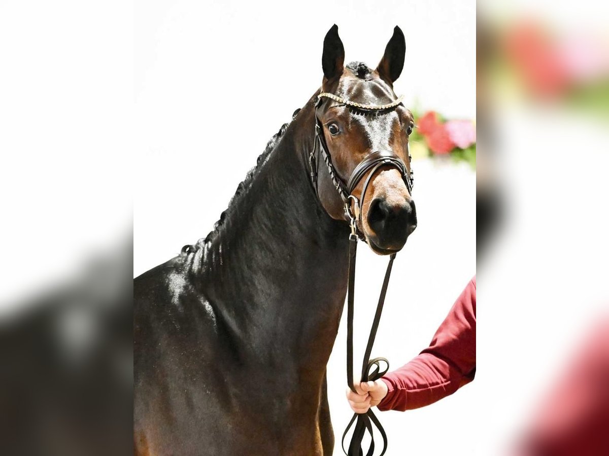 German Sport Horse Stallion 3 years 16 hh Bay-Dark in Wetschen