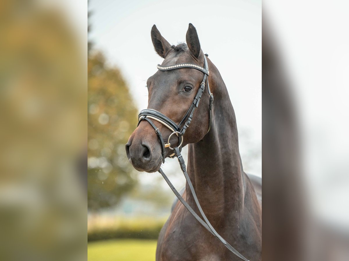 German Sport Horse Stallion 3 years 16 hh Brown in Gomadingen