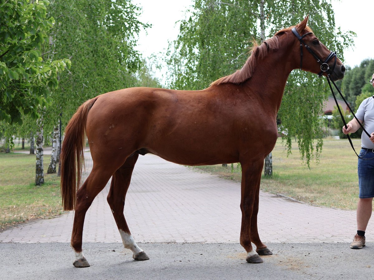 German Sport Horse Stallion 3 years 16 hh Chestnut-Red in GROTE-BROGEL