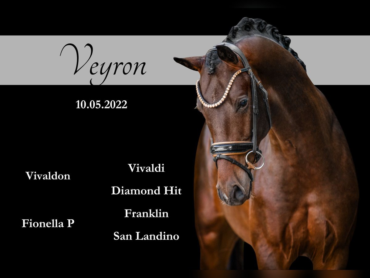 German Sport Horse Stallion 3 years 16,1 hh Bay-Dark in Wehringen