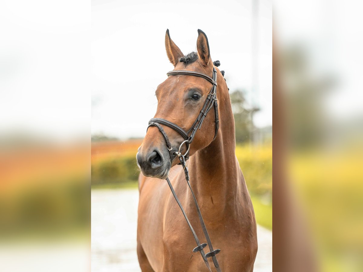 German Sport Horse Stallion 3 years 16,1 hh Brown in Gomadingen