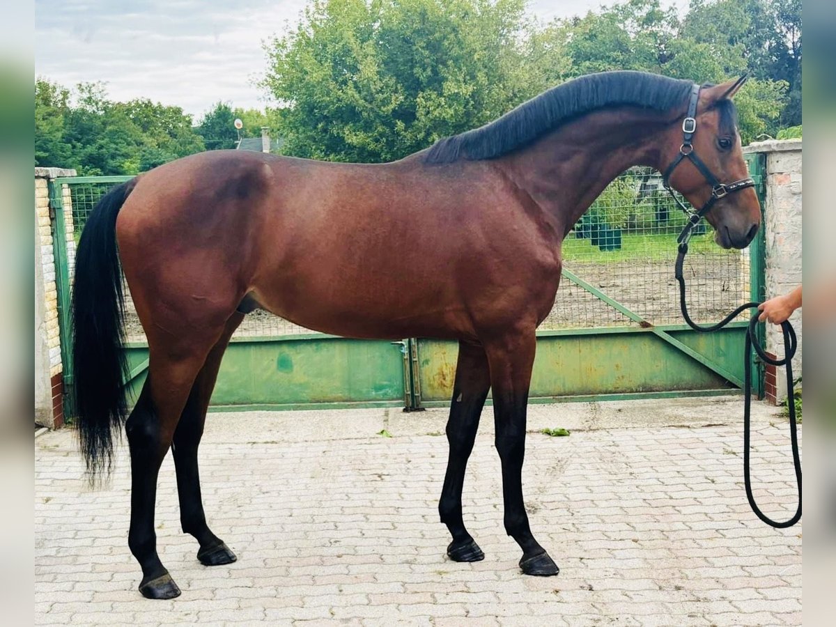 German Sport Horse Stallion 3 years 16,3 hh Brown in Murska Soboda