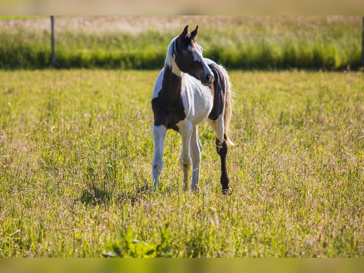 German Sport Horse Stallion 3 years 16,3 hh Pinto in Osburg