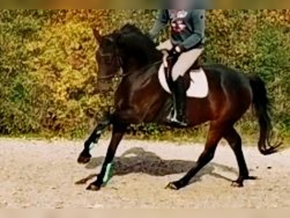 German Sport Horse Stallion 4 years 16,1 hh Bay-Dark in Illingen