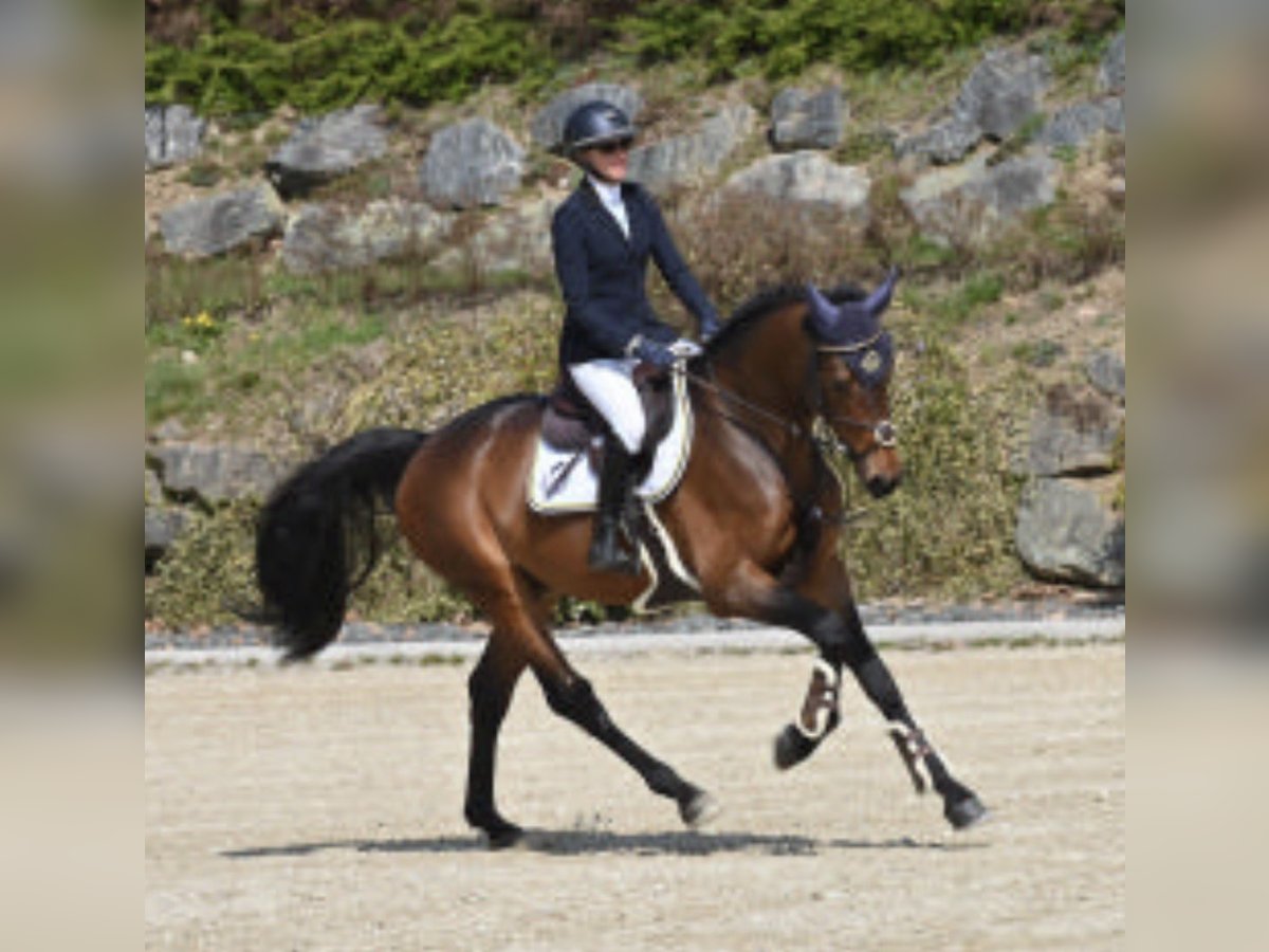 German Sport Horse Stallion 4 years 16,1 hh Bay-Dark in Sankt Veit