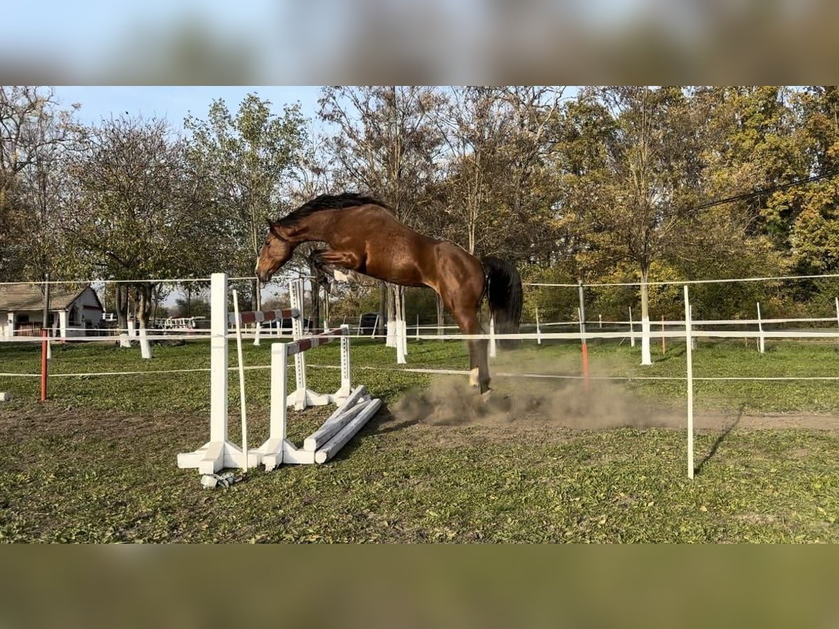 German Sport Horse Stallion 4 years 16,1 hh Brown in Kecskemét