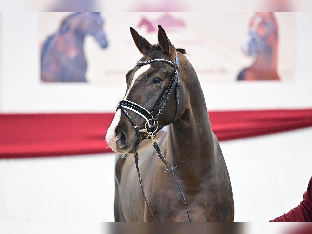 German Sport Horse Stallion 4 years 16,2 hh Chestnut in Suhlendorf