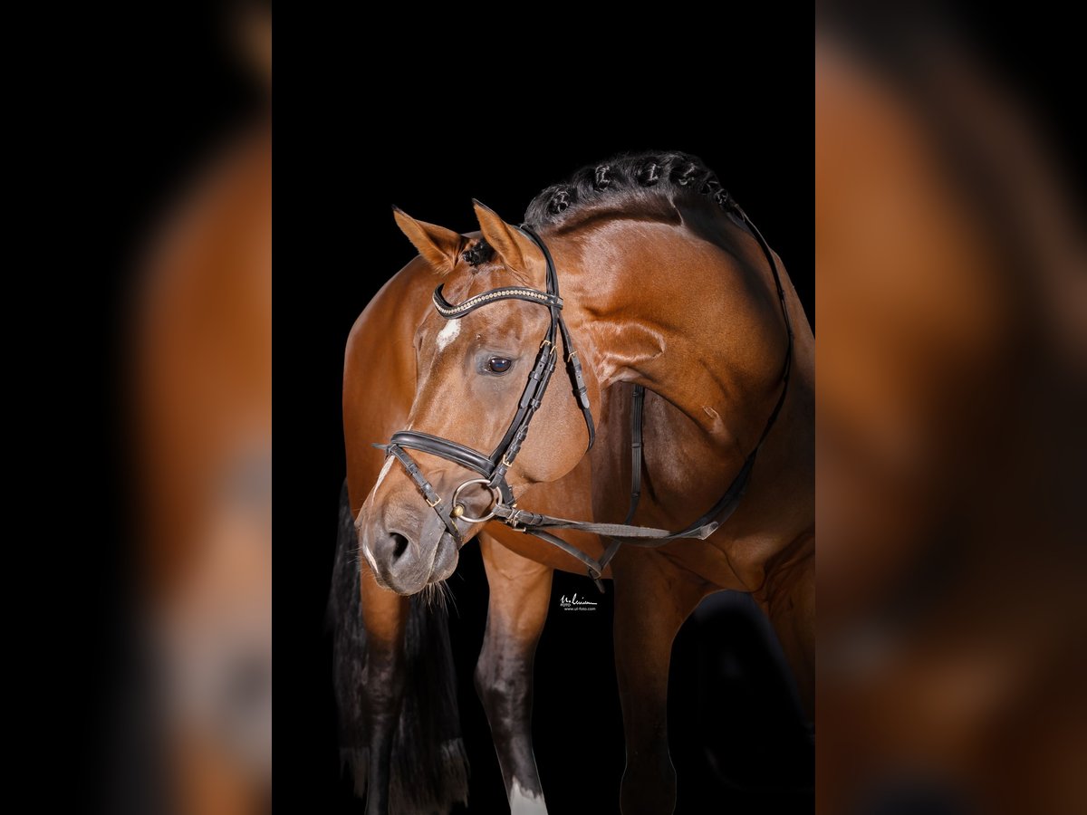 German Sport Horse Stallion 4 years 16,3 hh Brown in Herrenberg