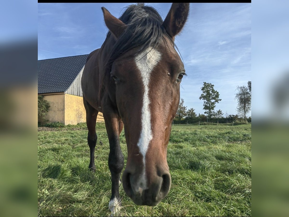 German Sport Horse Stallion 4 years 16 hh Brown in Herrieden