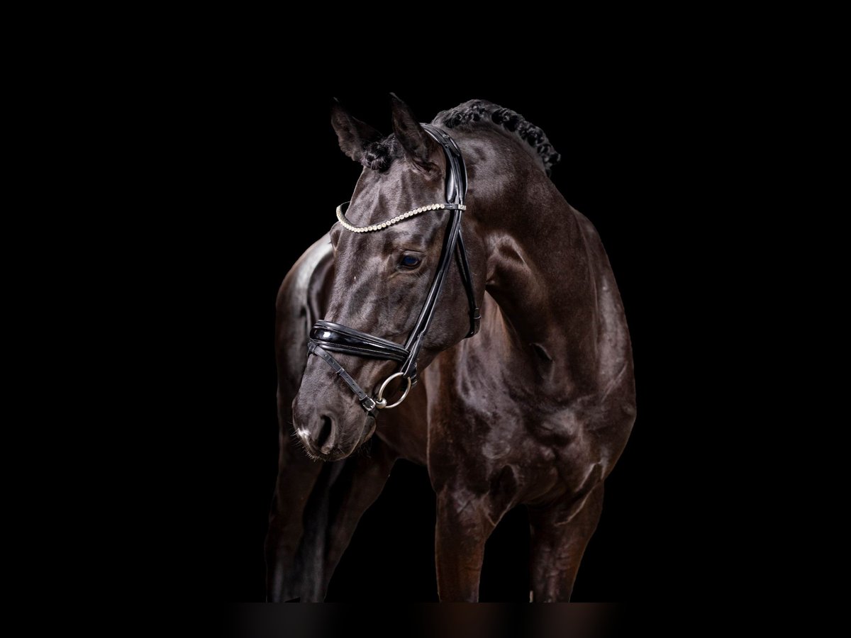 German Sport Horse Stallion 4 years in Opglabbeek