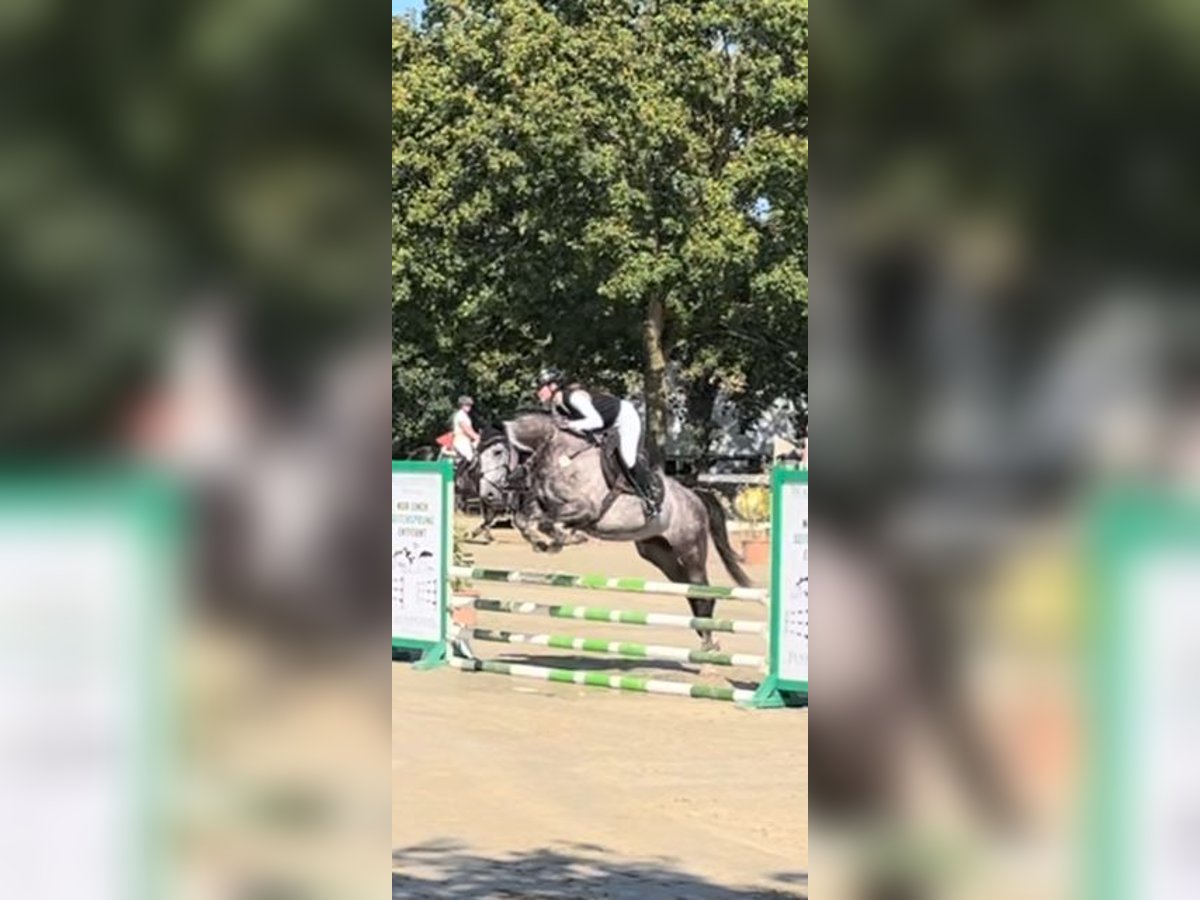 German Sport Horse Stallion 5 years 16 hh Gray-Blue-Tan in Enkenbach-Alsenborn