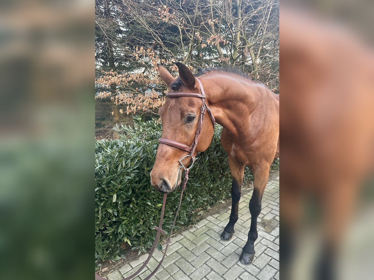 German Sport Horse Stallion 5 years Brown in Visbek