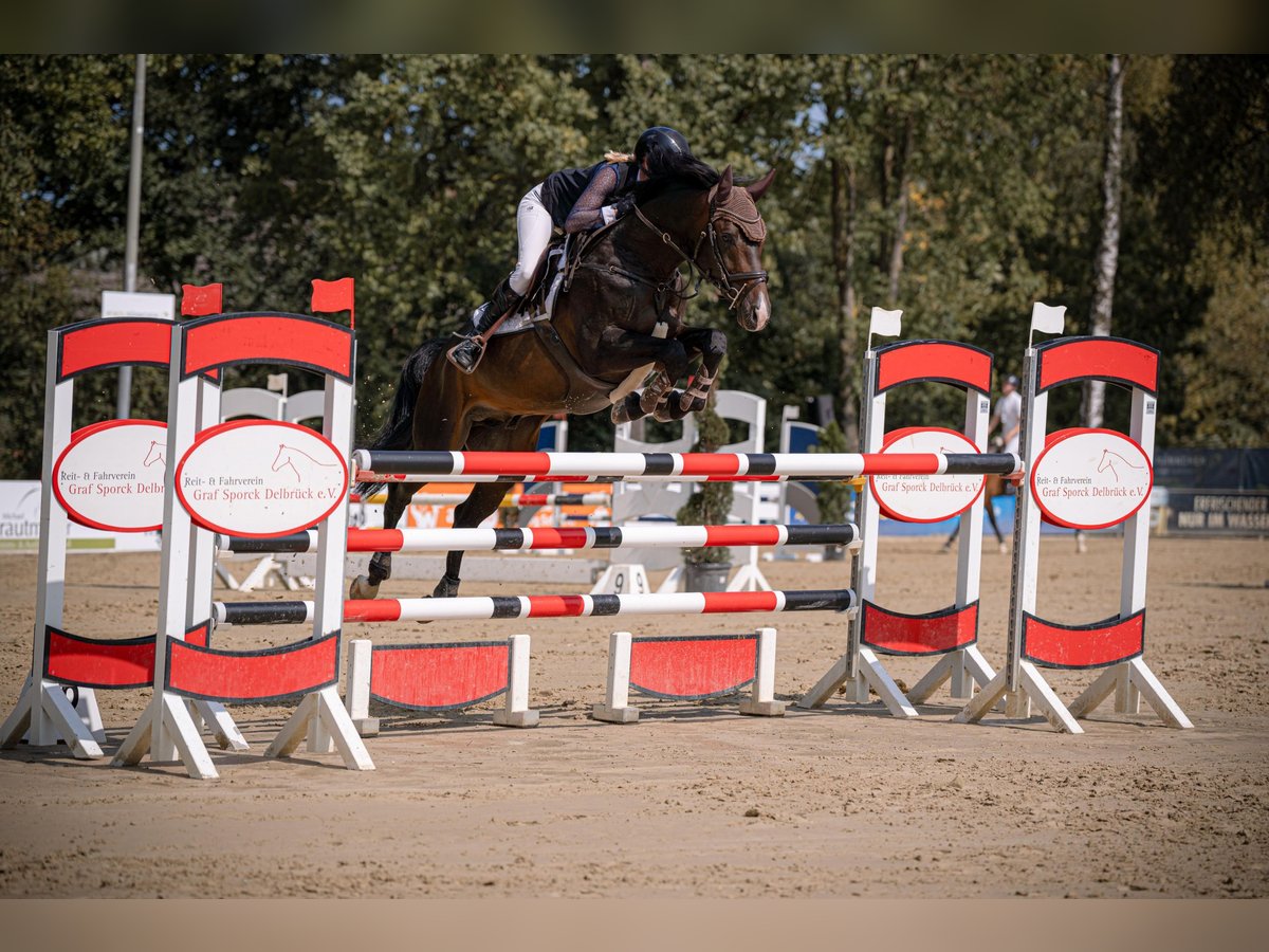 German Sport Horse Stallion 9 years 16 hh Bay-Dark in Salzkotten