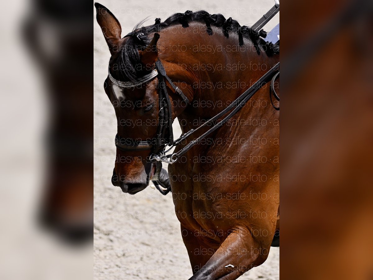 German Sport Horse Stallion 9 years 16 hh Brown in Belgrade German Sport Horse Stallion 9 years 16 hh Brown in Belgrade