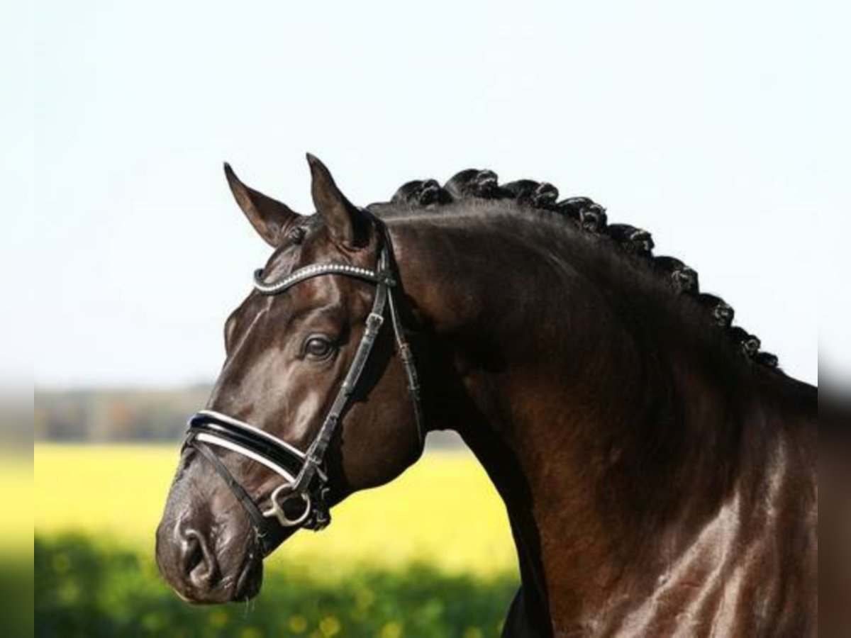 German Sport Horse Stallion Black in Löningen