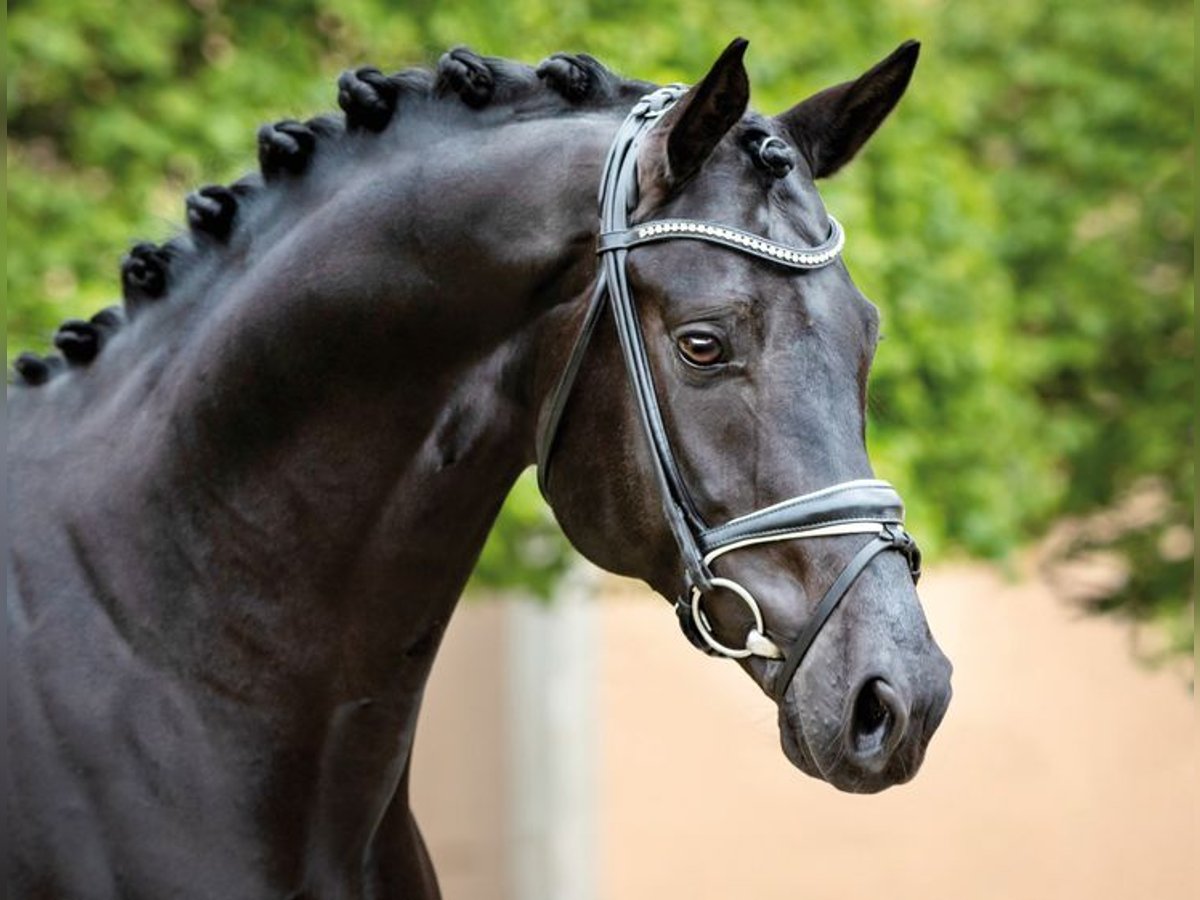 German Sport Horse Stallion Black in Amt Creuzburg