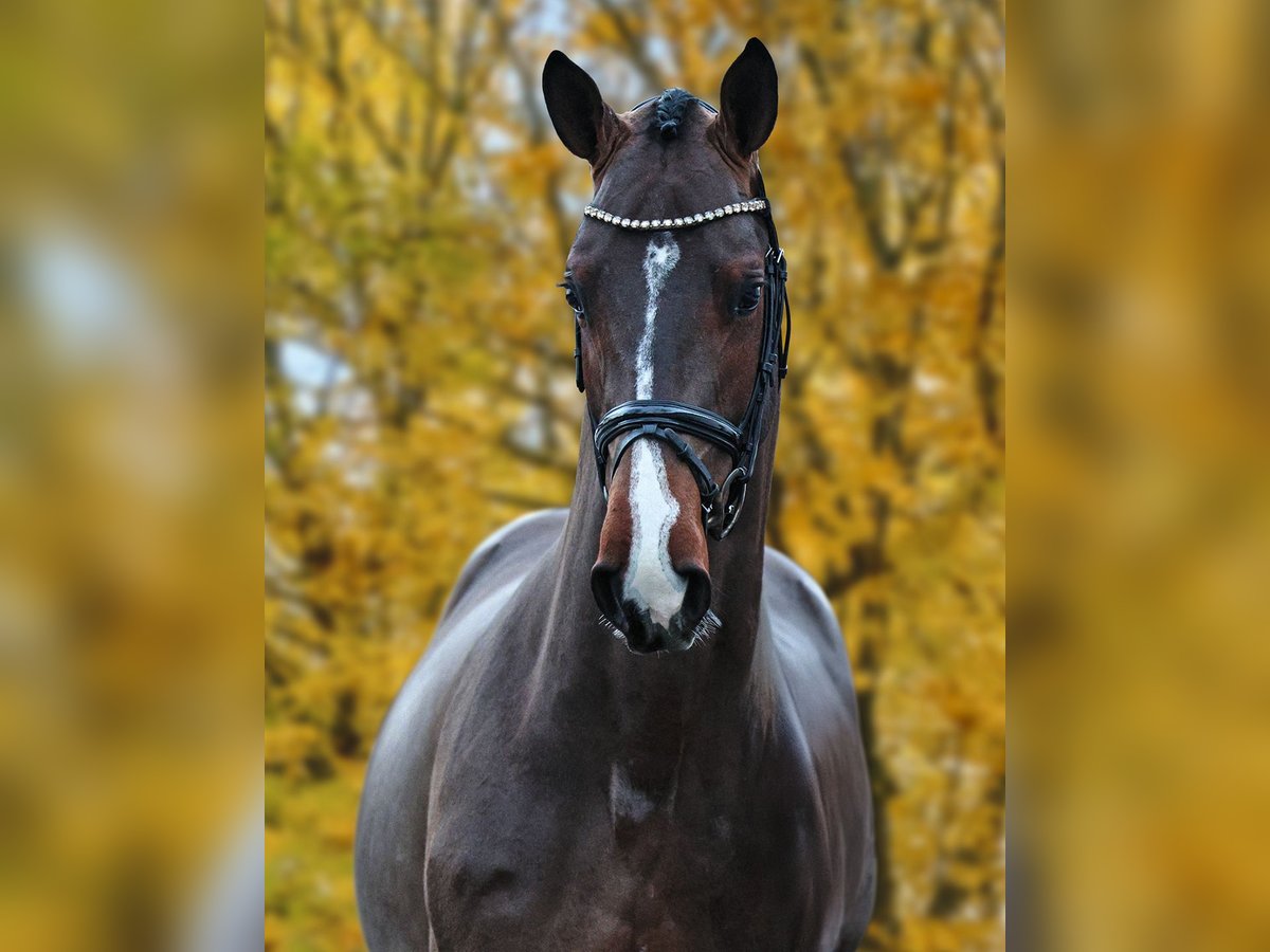 German Sport Horse Stallion Brown in Werder