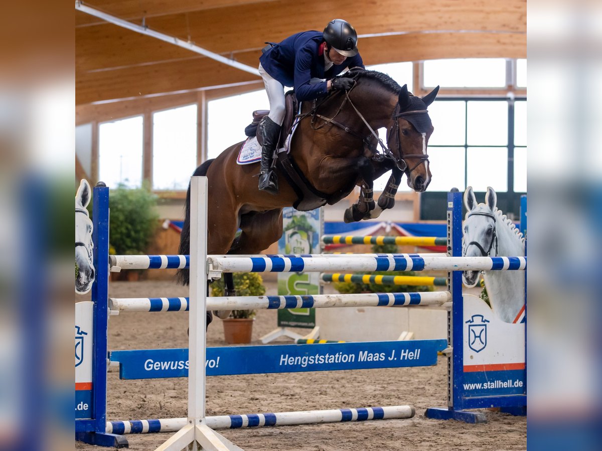 German Sport Horse Stallion Brown in Klein Offenseth-Sparrieshoop