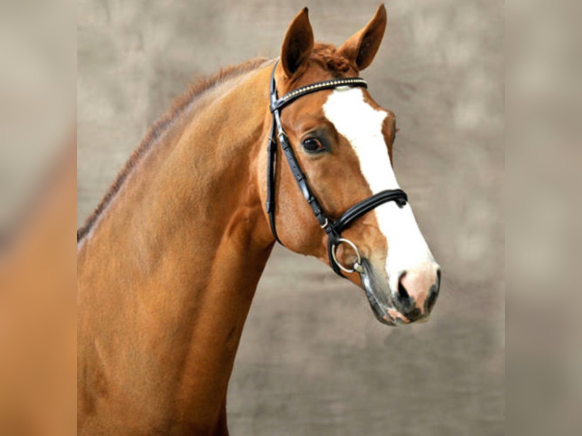 German Sport Horse Stallion Chestnut-Red in Löningen