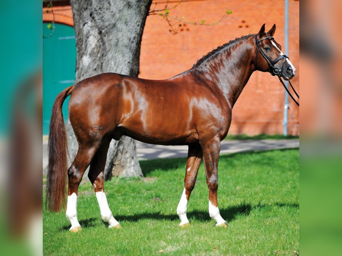 German Sport Horse Stallion in Klein Offenseth-Sparrieshoop