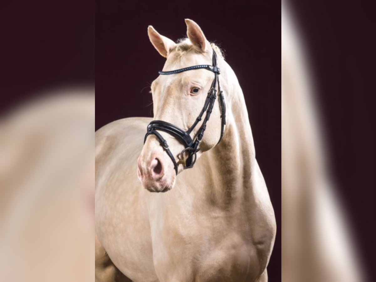 German Sport Horse Stallion in Marl