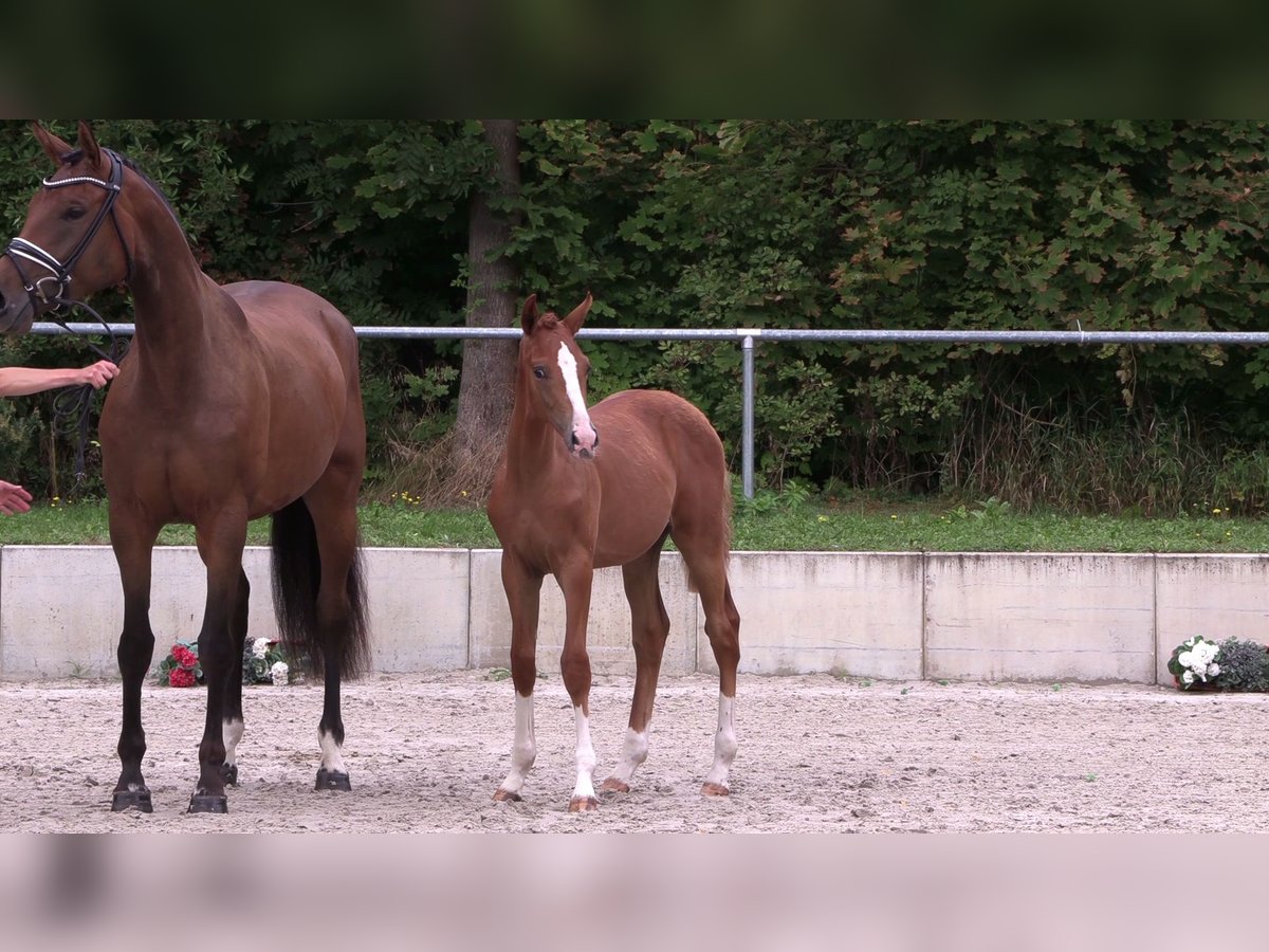 German Sport Horse Stallion Foal (03/2023) 16,1 hh in Beilrode