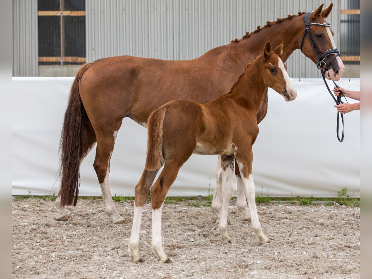 German Sport Horse Stallion Foal (05/2024) 16,2 hh Chestnut-Red in Belgern