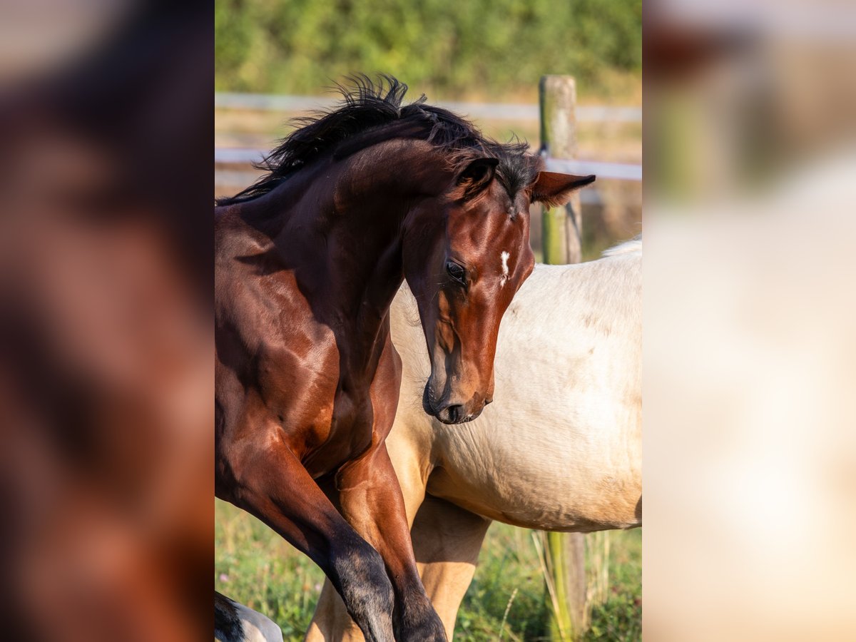 German Sport Horse Stallion  16,3 hh Brown in Eberdingen