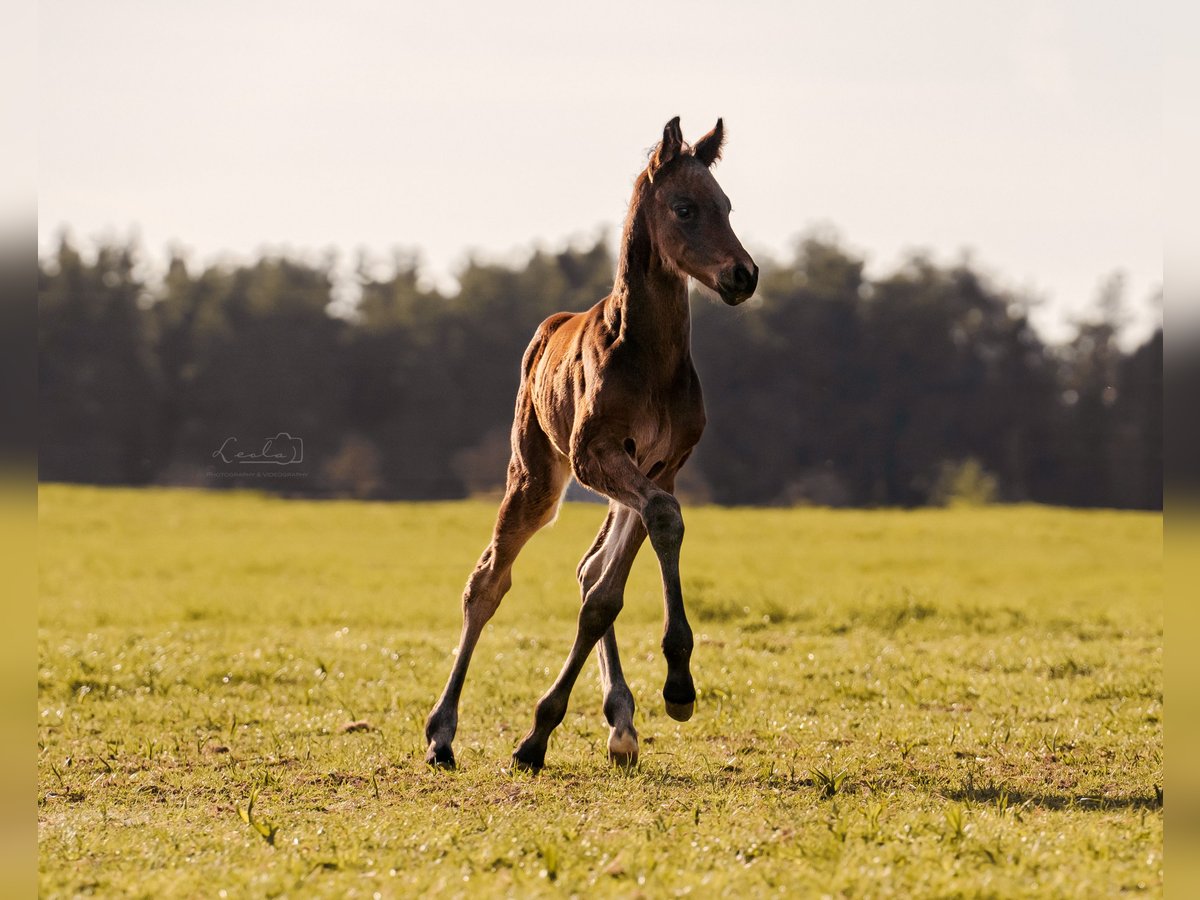 German Sport Horse Stallion Foal (07/2025) 16,1 hh Brown in Ebermannsdorf
