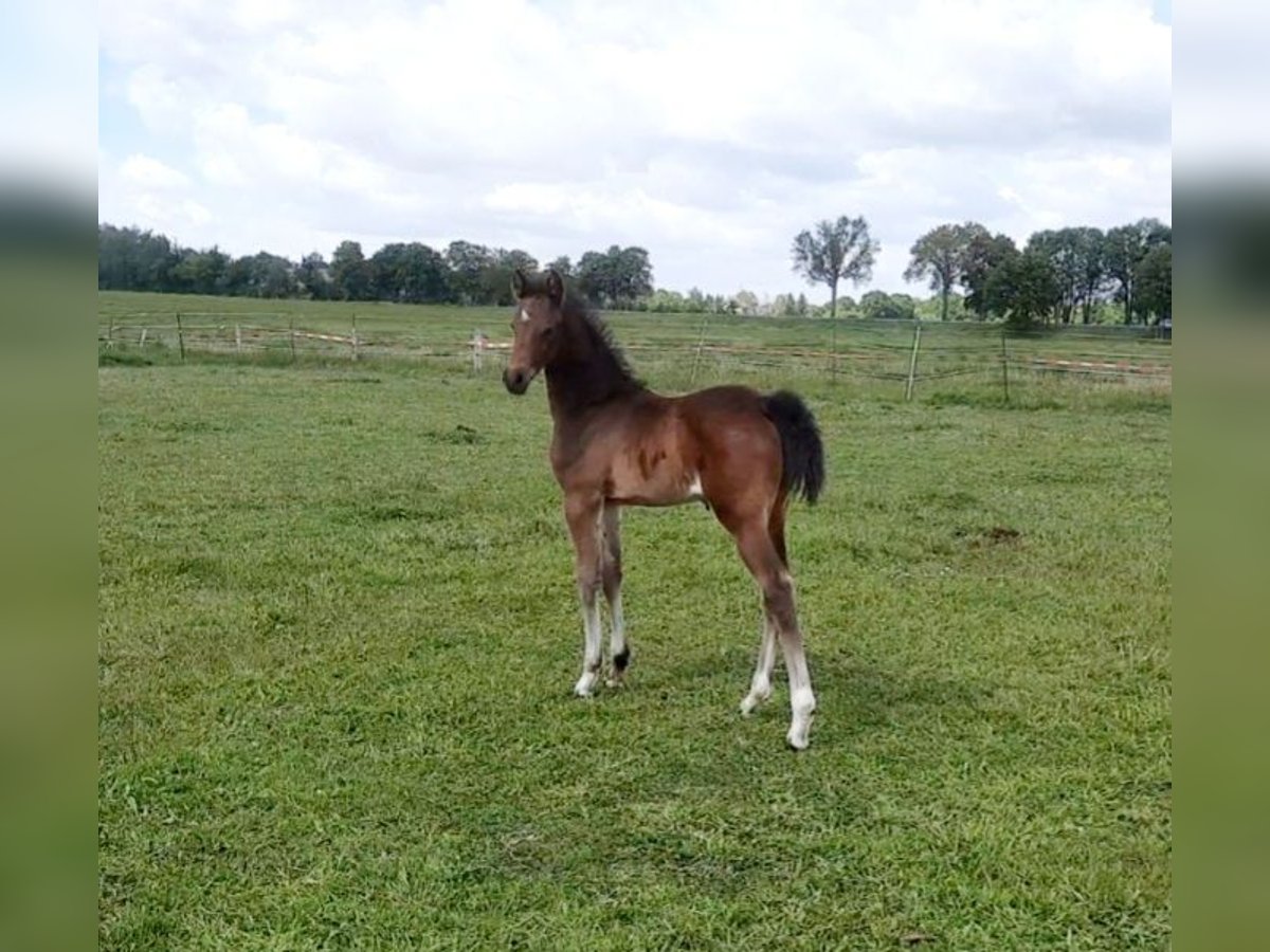 German Sport Horse Stallion  16,1 hh Brown in Perleberg