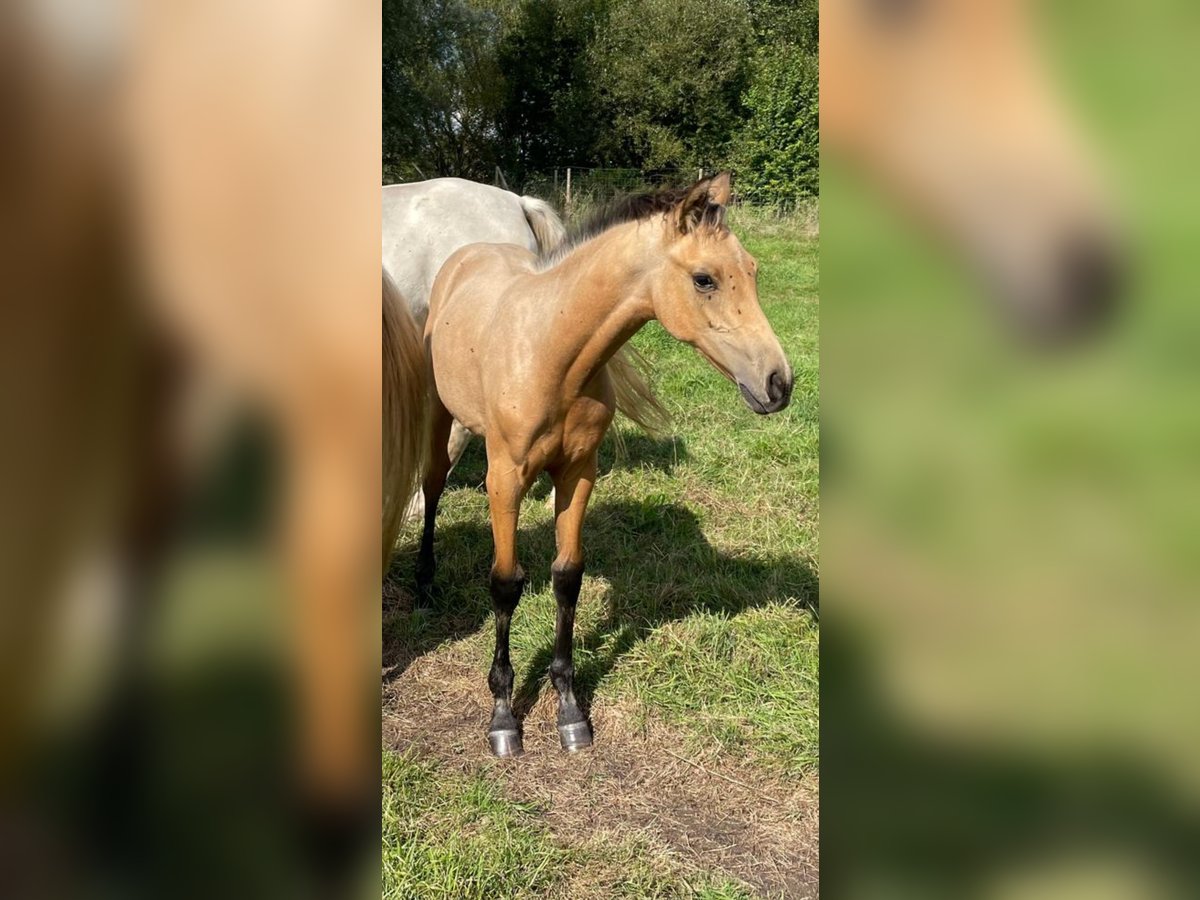 German Sport Horse Stallion Foal (04/2025) 16,1 hh Dun in Rostock