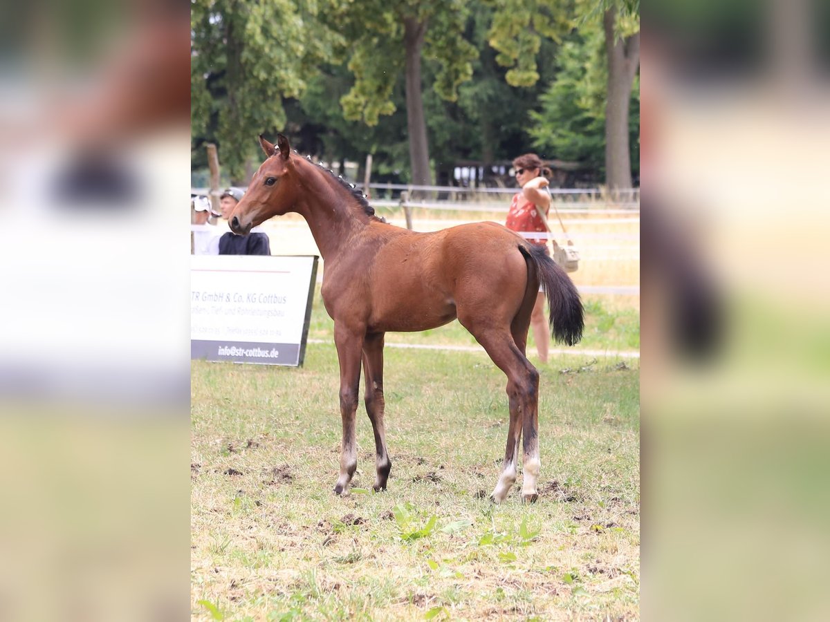 German Sport Horse Stallion Foal (03/2025) 16,2 hh Bay-Dark in Kolkwitz German Sport Horse Stallion Foal (03/2025) 16,2 hh Bay-Dark in Kolkwitz