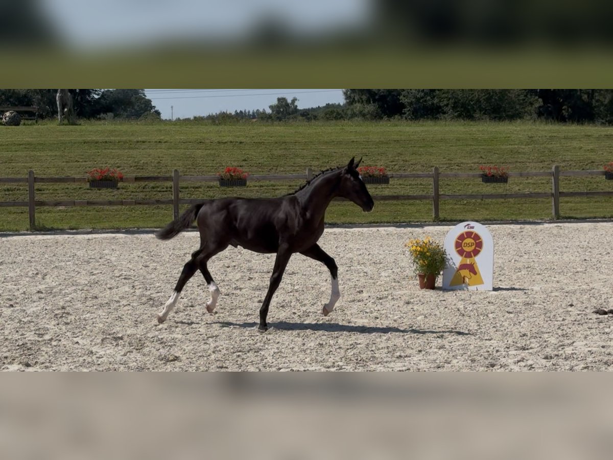 German Sport Horse Stallion Foal (04/2025) 16,2 hh Black in Zeilarn