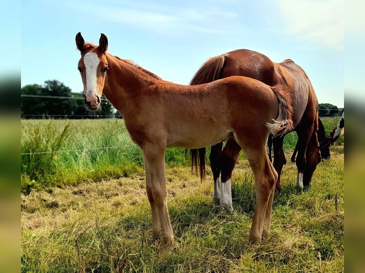 German Sport Horse Stallion  16,2 hh Chestnut-Red in Pirow