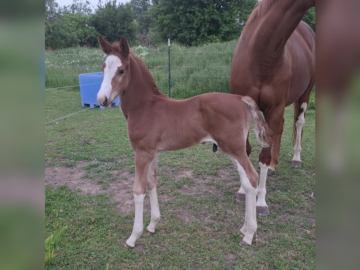 German Sport Horse Stallion Foal (05/2025) 16,2 hh Chestnut-Red in Zangenberg