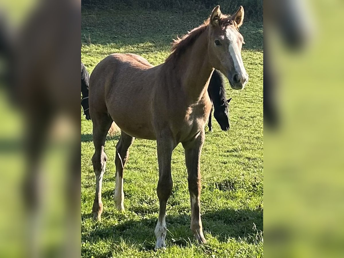 German Sport Horse Stallion Foal (05/2025) 16,2 hh Grey in Lahr/Schwarzwald