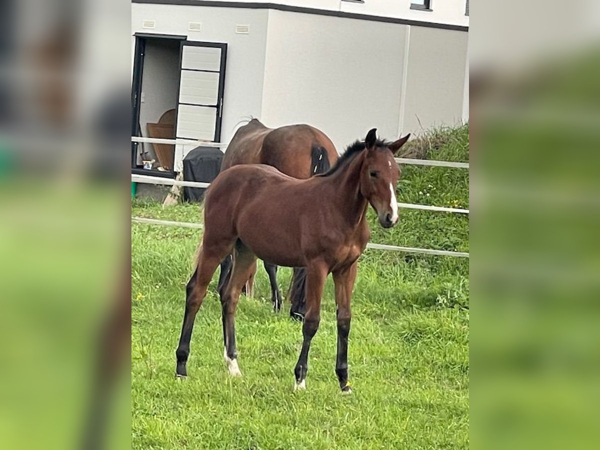 German Sport Horse Stallion Foal (04/2025) 16,3 hh Brown in Sche&#xDF;litz