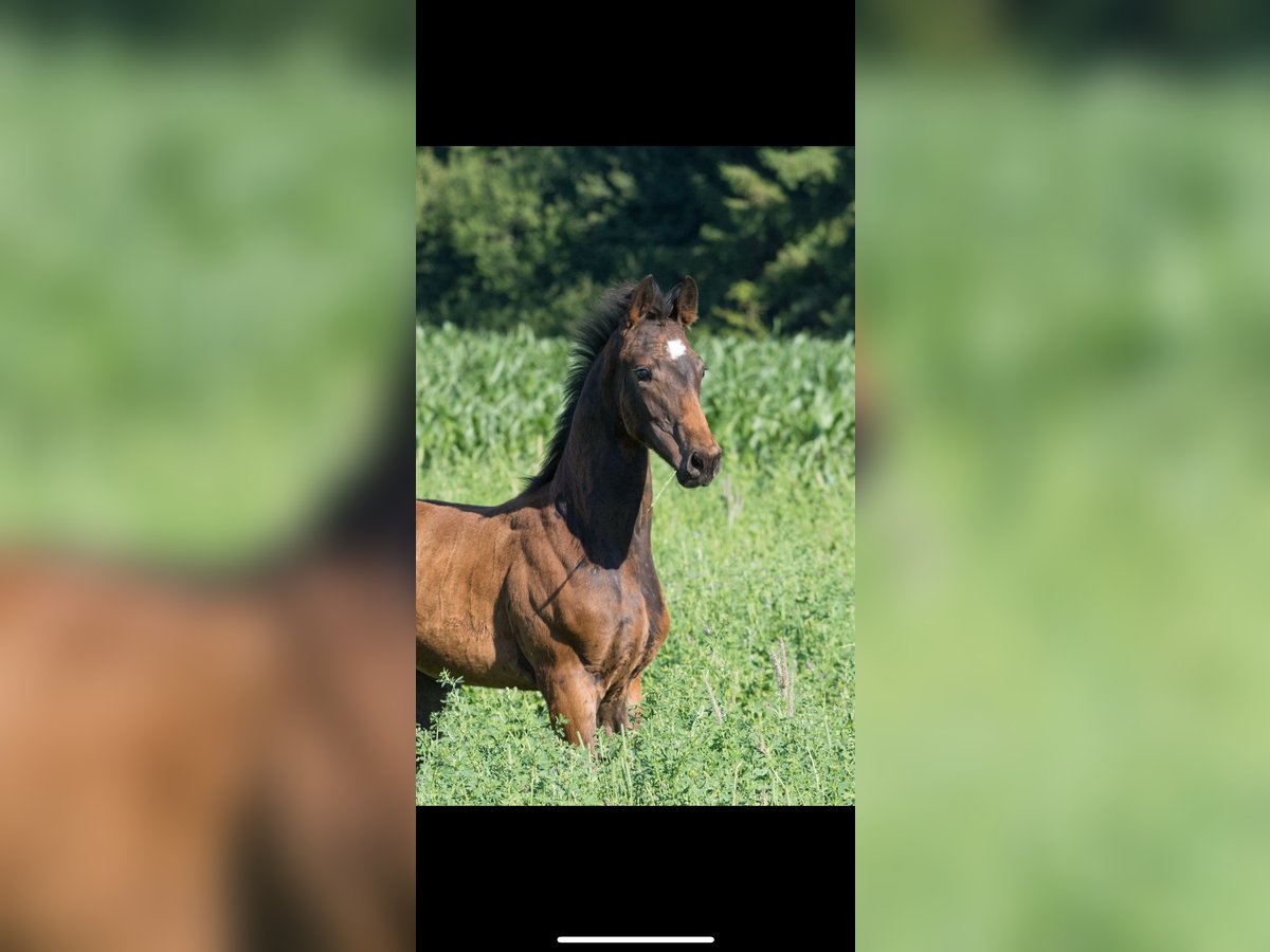 German Sport Horse Stallion  17 hh Bay-Dark in Brigachtal
