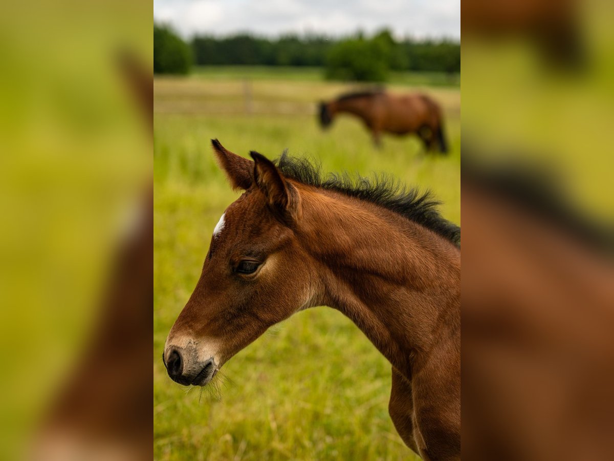 German Sport Horse Stallion  17 hh Brown in Oberthulba