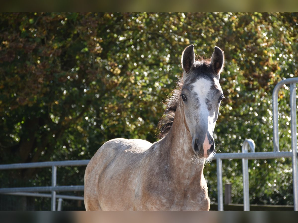German Sport Horse Stallion Foal (06/2025) 17 hh Grey in Bad Mergentheim
