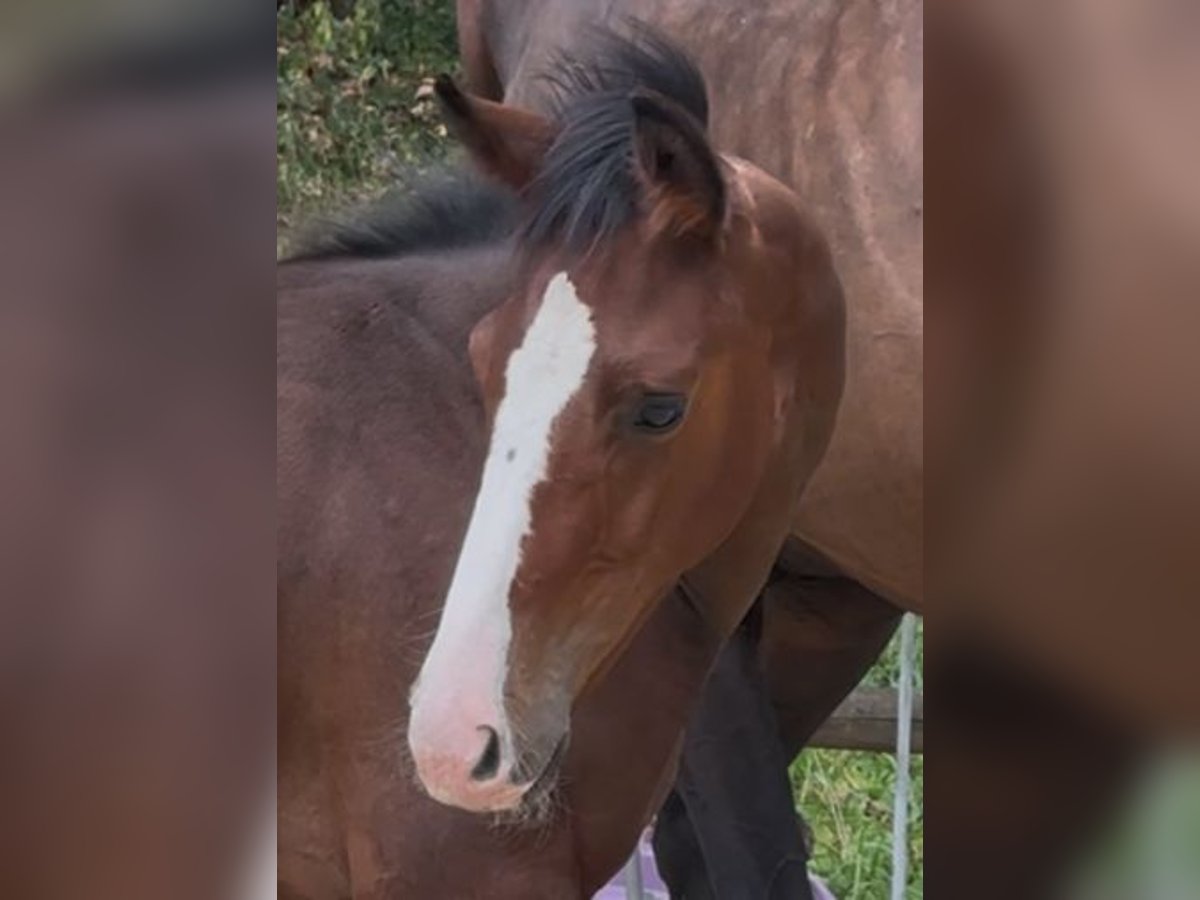 German Sport Horse Stallion Foal (04/2025) 18 hh Bay in M&#xF6;hnesee