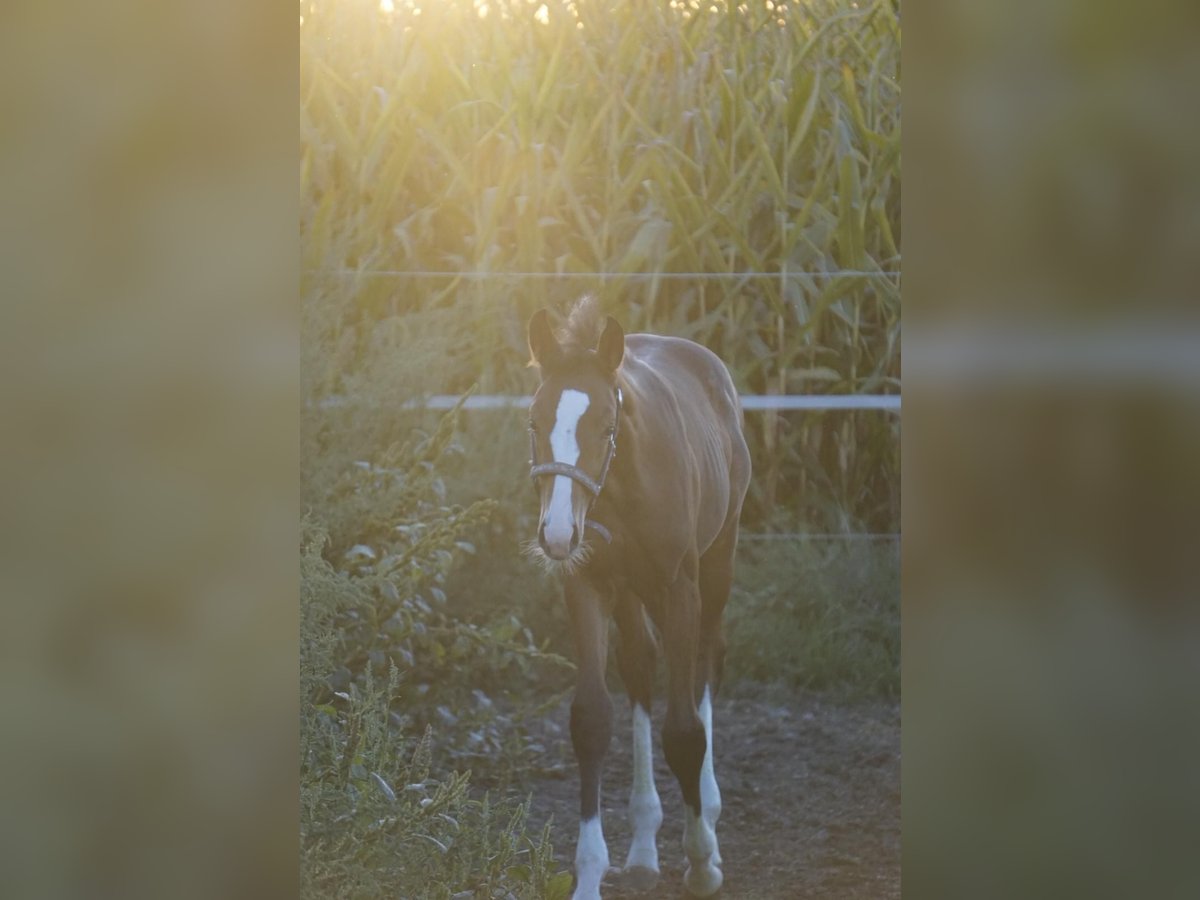 German Sport Horse Stallion Foal (05/2025) Bay-Dark in Bergheim