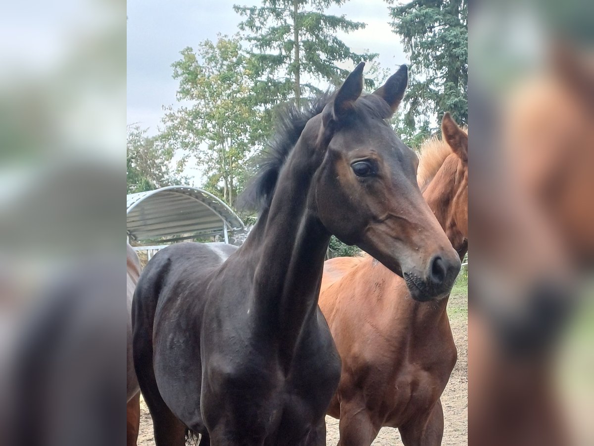 German Sport Horse Stallion Foal (05/2025) Bay-Dark in Ringelsdorf