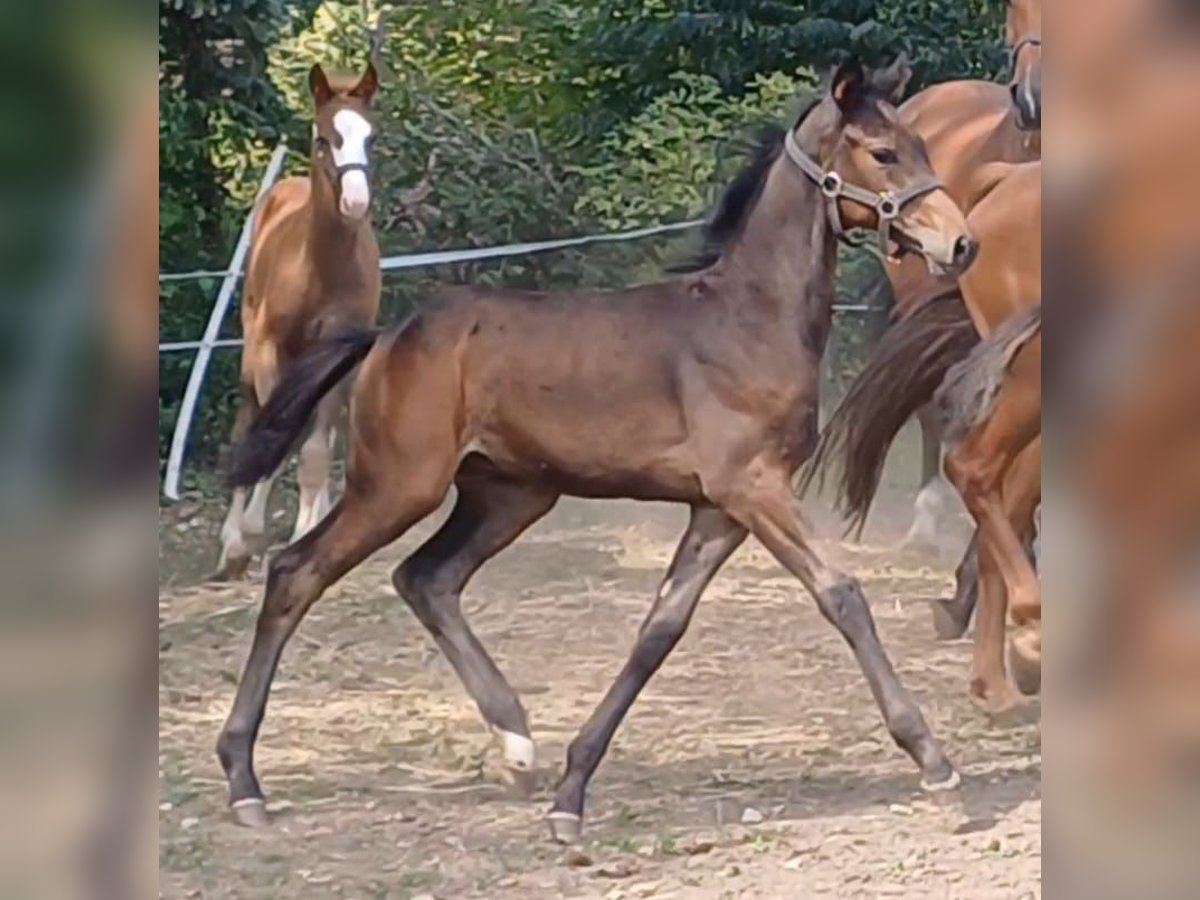 German Sport Horse Stallion Foal (05/2025) Bay-Dark in Ringelsdorf